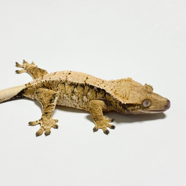 트라이 익스트림할리퀸 드리피 화이트스팟 화이트포트홀