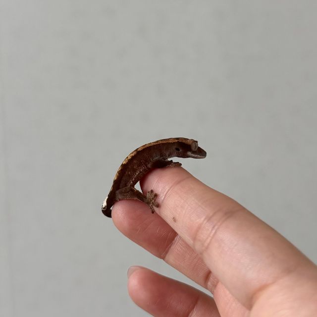 다크 팬텀 카푸치노