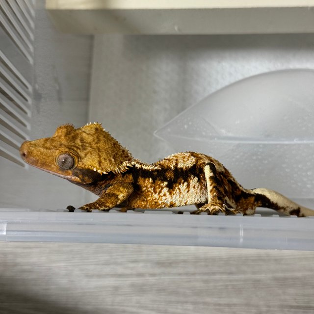 트라이 익스트림할리퀸