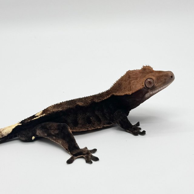 다크 팬텀 카푸치노