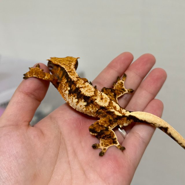 트라이 익스트림할리퀸