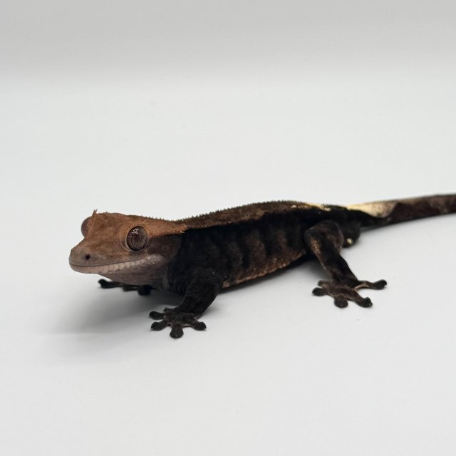 다크 팬텀 카푸치노