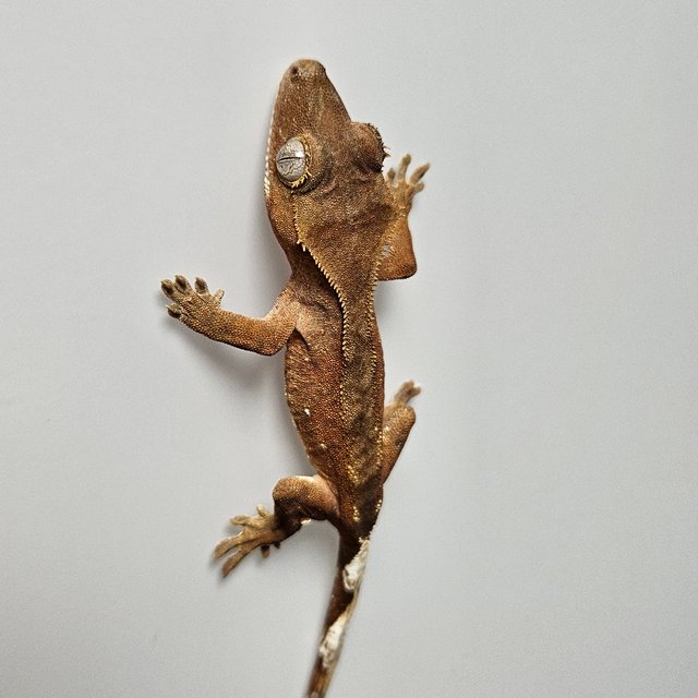 노멀 화이트포트홀