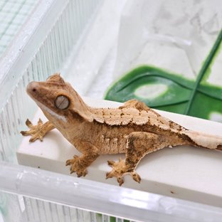 노멀 옐로우 크림시클