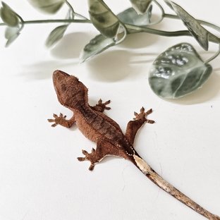 노멀 팬텀 바이 레드