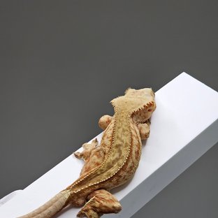 노멀 팬텀 스트로베리