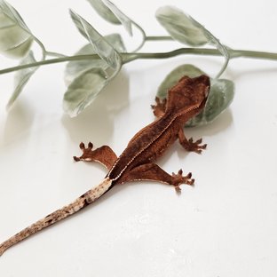 노멀 바이 팬텀 레드 풀핀