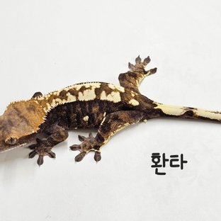 환타
