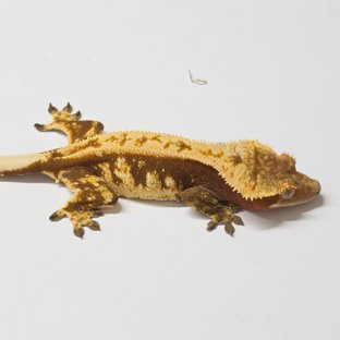 스칼렛