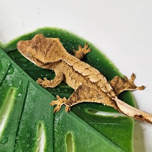 노멀 옐로우 크림시클