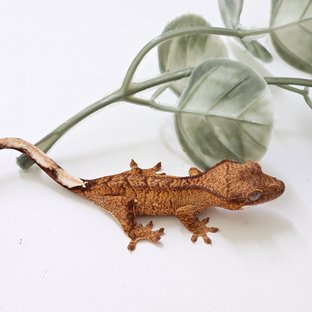 노멀 팬텀 패턴리스 화이트포트홀 옐로우 타이거