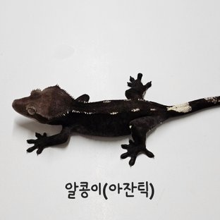 알콩