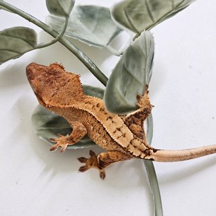 노멀 팬텀 크림 옐로우