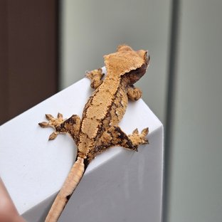 노멀 트라이 화이트스팟