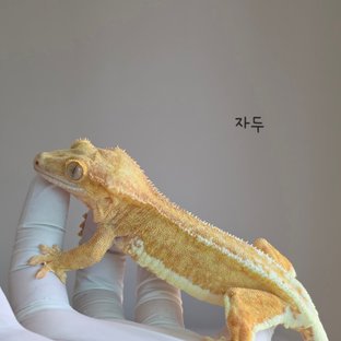자두
