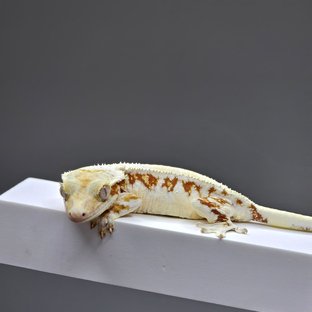 릴리화이트 트라이