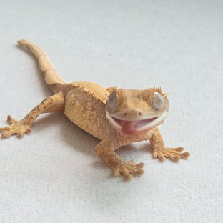 체소a