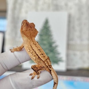 노멀 팬텀 크림 옐로우