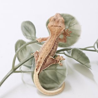 릴리화이트 팬텀 옐로우 크림시클