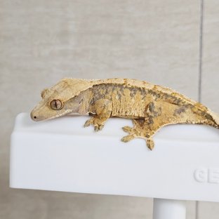 노멀 트라이 익스트림할리퀸