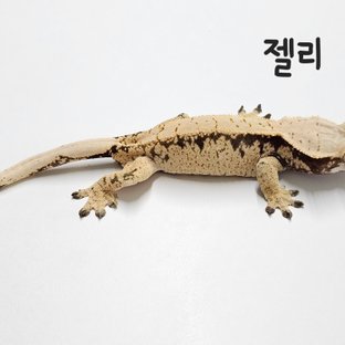 젤리