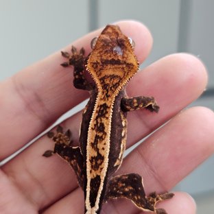 노멀 핀스트라이프 엠티백 풀핀 쿼드 다크