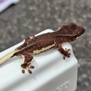 팬텀 릴리화이트 레드