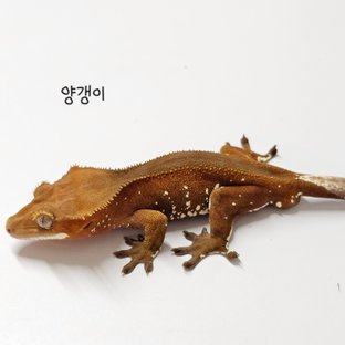 양갱이