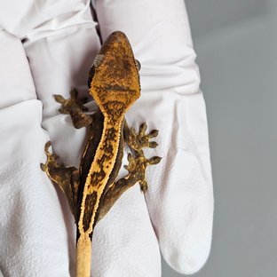 노멀 핀스트라이프 엠티백 풀핀 쿼드 다크