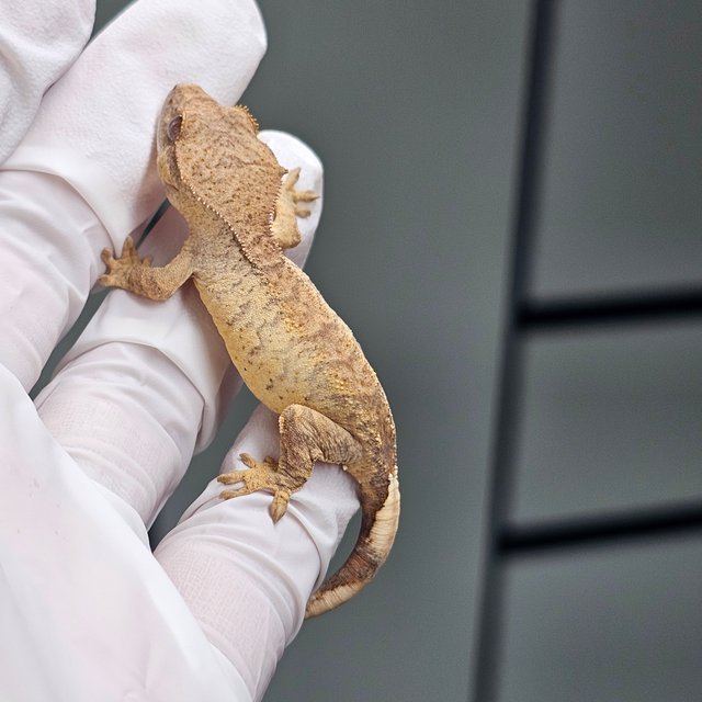 팬텀 타이거 스트로베리 옐로우