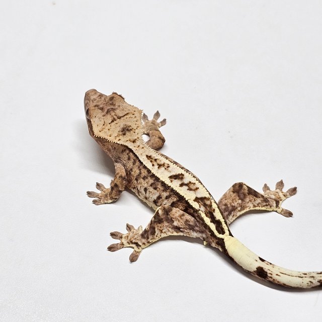 카푸치노 핀스트라이프 크림