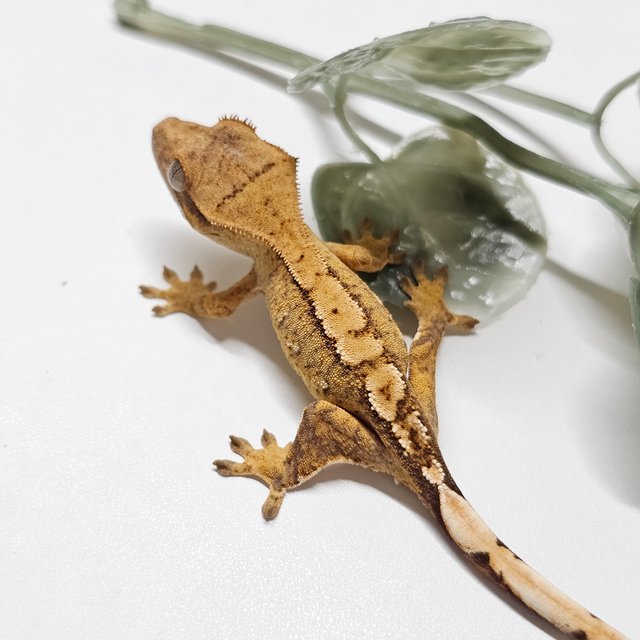 노멀 옐로우 크림시클