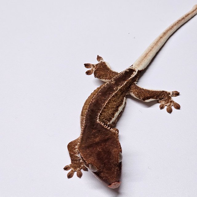 릴리화이트 팬텀 레드