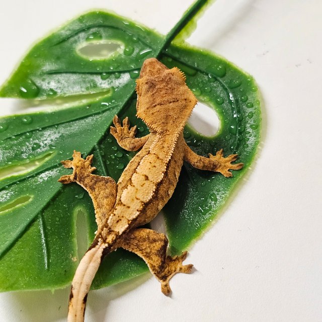 노멀 옐로우 크림시클