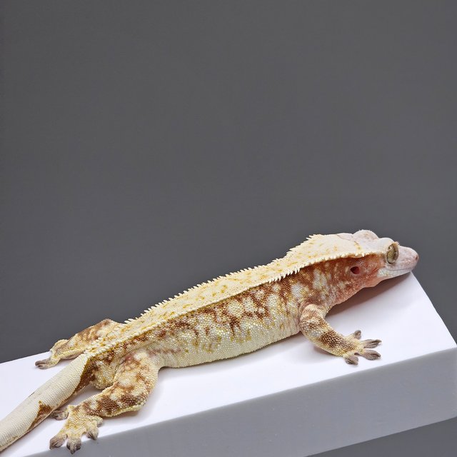 트라이 화이트스팟 드리피 레드