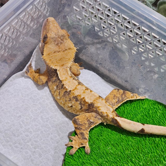 노멀 트라이 익스트림할리퀸