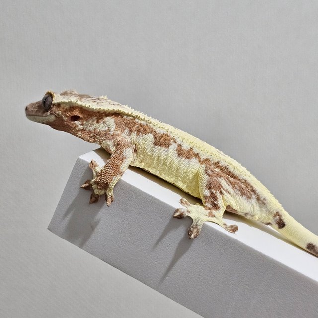 프라푸치노 크림시클 옐로우