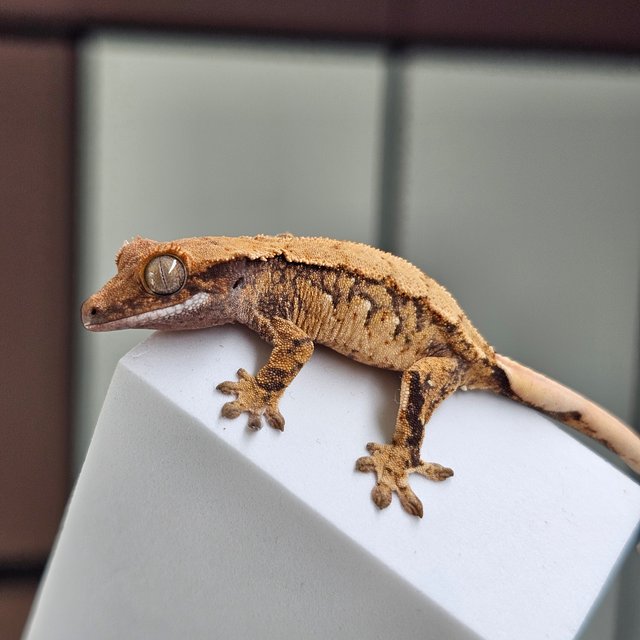 노멀 트라이 화이트스팟