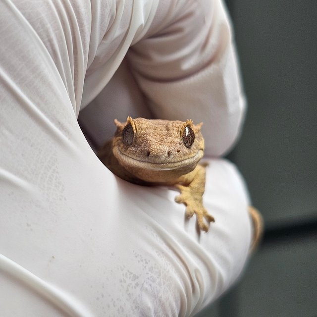 팬텀 타이거 스트로베리 옐로우