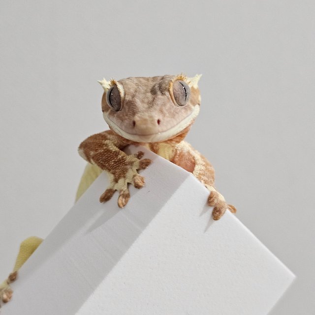 프라푸치노 크림시클 옐로우