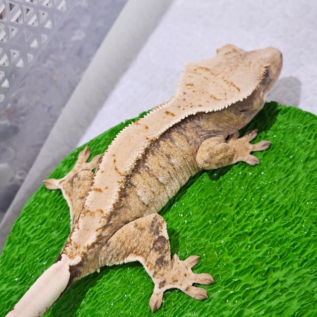 노멀 트라이 드리피