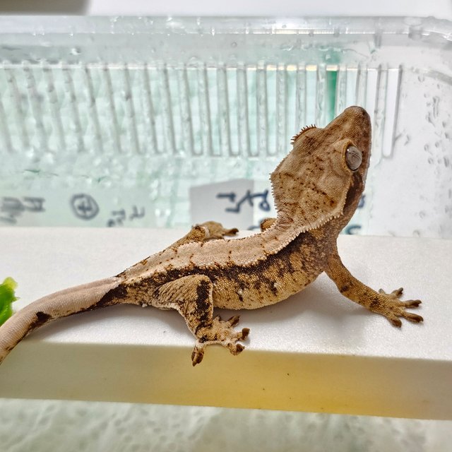 노멀 드리피 화이트스팟 트라이