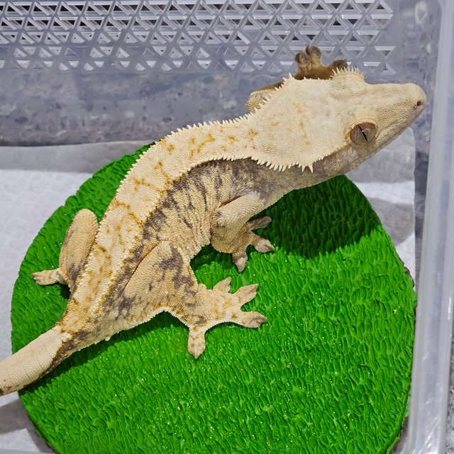 노멀 트라이 익스트림할리퀸