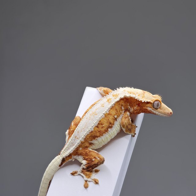 릴리화이트 크림시클