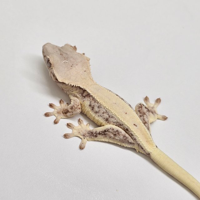 릴리화이트 화이트