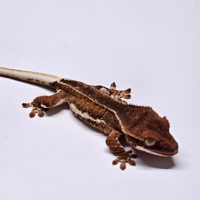 릴리화이트 팬텀 레드