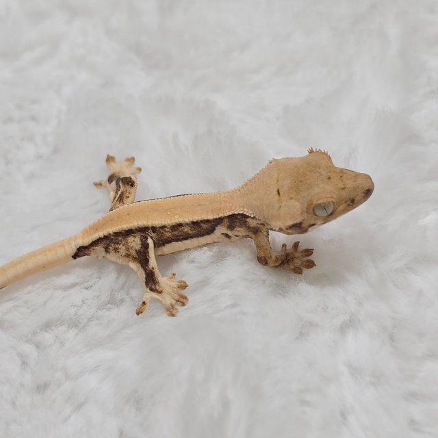 릴리화이트 풀핀 솔리드백