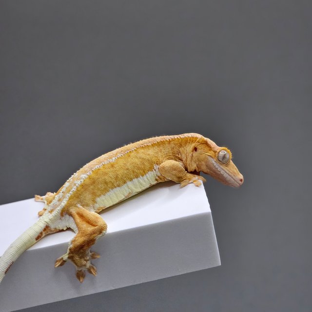 릴리화이트 팬텀 크림시클