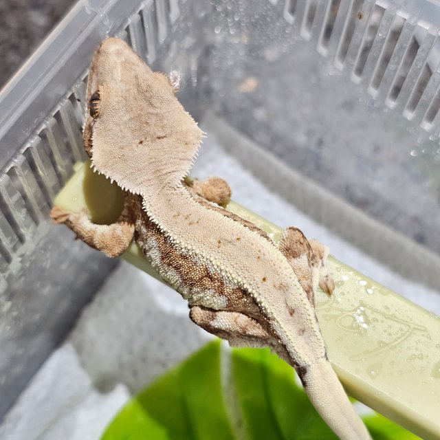 릴리화이트 크림시클