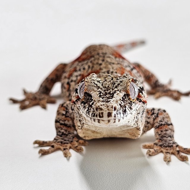 노멀 레티큘 블로치드 레드